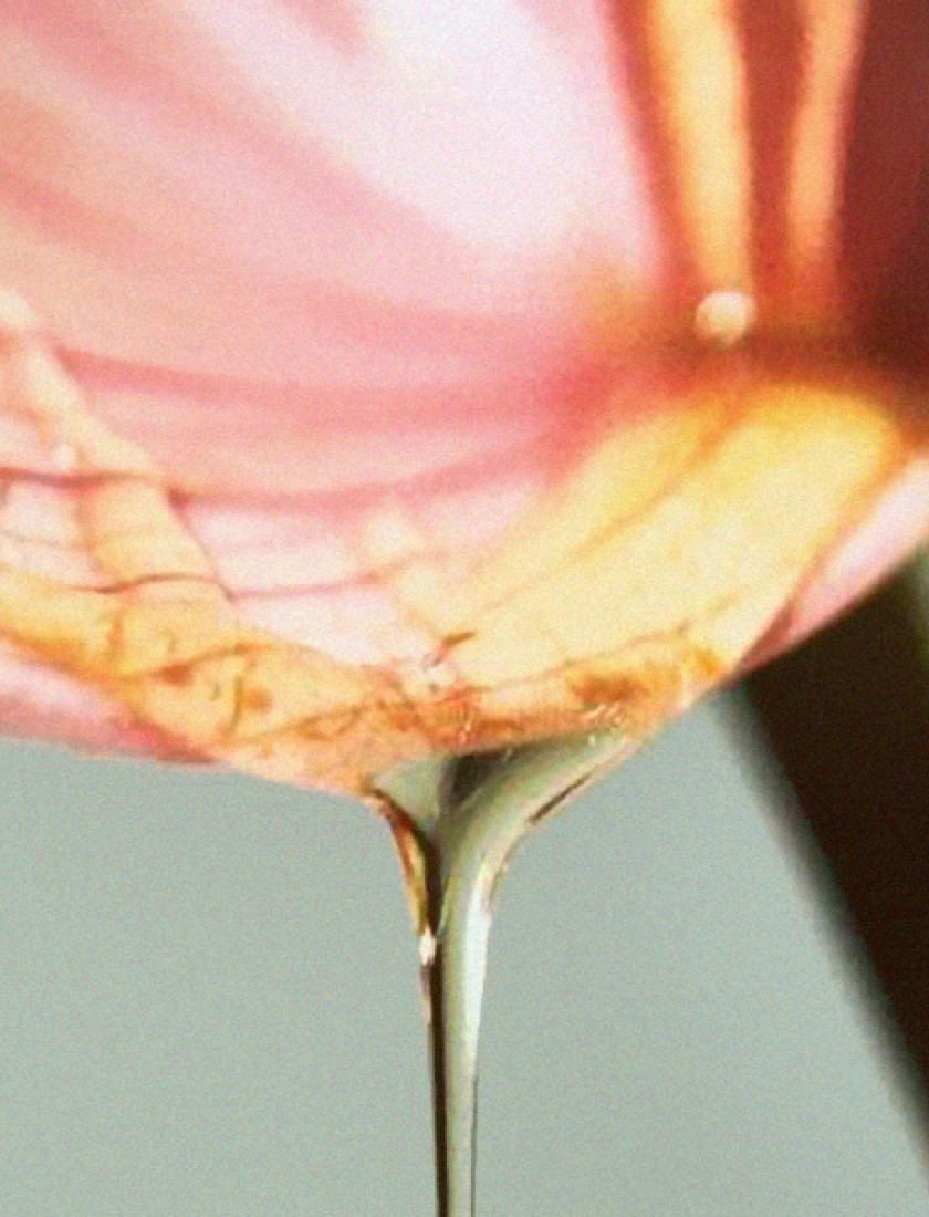 Symrise - nectar_flower_2