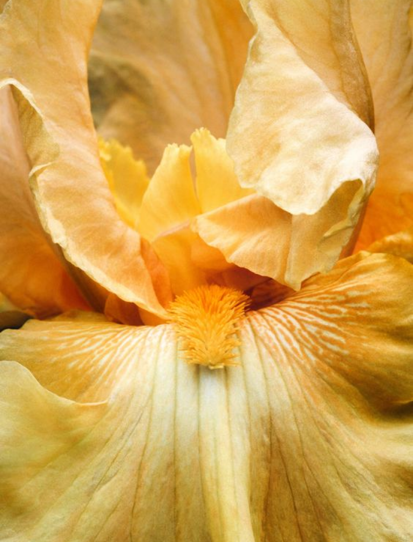 Symrise - image118